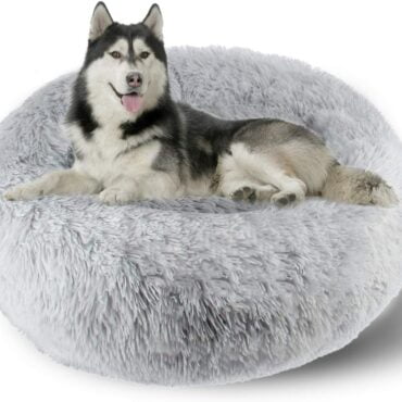 sleepy cat bed