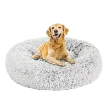 cat bed online
