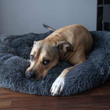 dog wholesale furniture PET BED CAT HOUSE DIALER SUPPLIAR manufacturer in india online