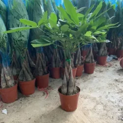 25cm-Pachira-Macrocarpa-Aquatica-Money-Tree-Wholesale-Garden-Decorative-Great-Gift (1)