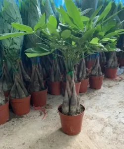 25cm-Pachira-Macrocarpa-Aquatica-Money-Tree-Wholesale-Garden-Decorative-Great-Gift (1)