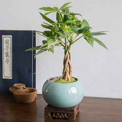 25cm-Pachira-Macrocarpa-Aquatica-Money-Tree-Wholesale-Garden-Decorative-Great-Gift