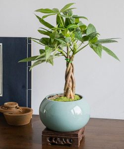 25cm-Pachira-Macrocarpa-Aquatica-Money-Tree-Wholesale-Garden-Decorative-Great-Gift
