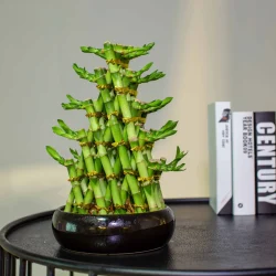 Brided-Lucky-Bamboo-Easy-Care-Live-Indoor-Plant-Unique-Gift-for-Birthdays-Prosperity-Good-Luck-Excellent-Room-Decor-and-Dorm-Decor (1)