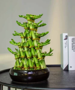 Brided-Lucky-Bamboo-Easy-Care-Live-Indoor-Plant-Unique-Gift-for-Birthdays-Prosperity-Good-Luck-Excellent-Room-Decor-and-Dorm-Decor (1)