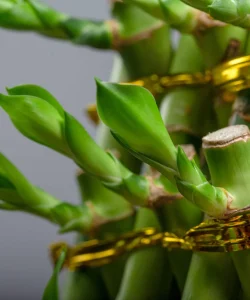 Brided-Lucky-Bamboo-Easy-Care-Live-Indoor-Plant-Unique-Gift-for-Birthdays-Prosperity-Good-Luck-Excellent-Room-Decor-and-Dorm-Decor