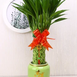 Tree-Bamboo-Plant-Spiral-Bamboo-Brided-Lucky-Wheel-Wholesale-Great-Gift (2)