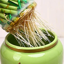 Tree-Bamboo-Plant-Spiral-Bamboo-Brided-Lucky-Wheel-Wholesale-Great-Gift